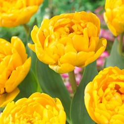 Tulip Yellow Pompenette - Tulipa