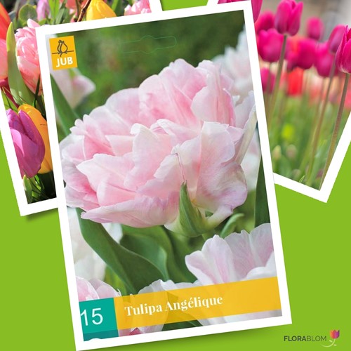 Tulip Angelique