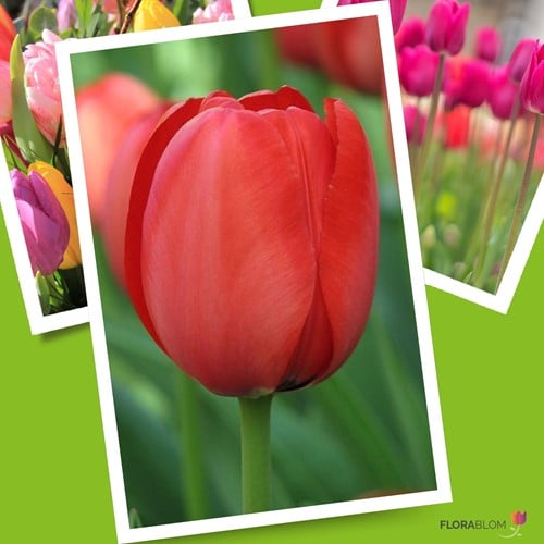 Tulip Apeldoorn