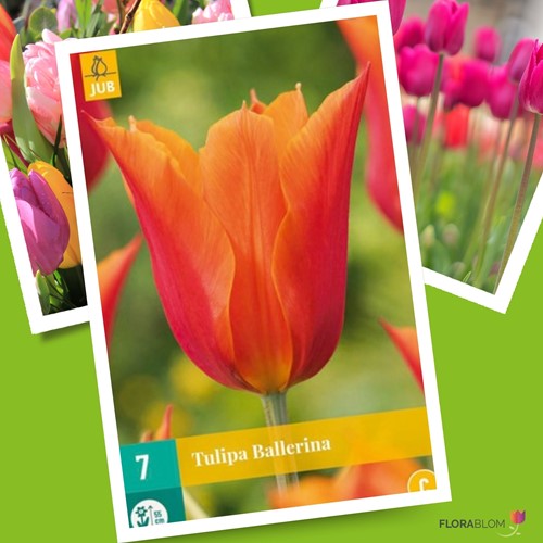 Tulip Ballerina