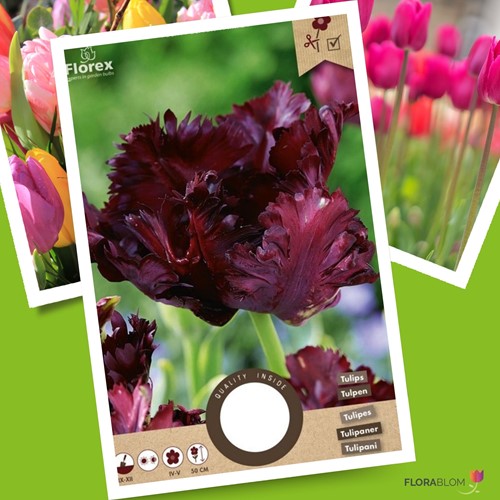 Tulip Black Parrot