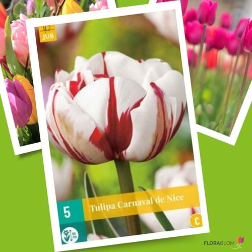 Tulip Carnaval de Nice