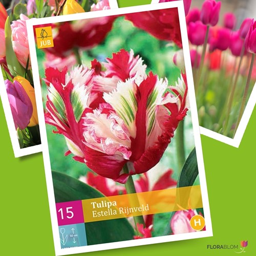 Tulip Estella Rijnveld - Tulipa