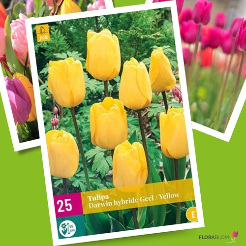 Tulip Golden Apeldoorn