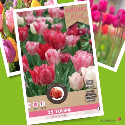 Tulip Hemisphere