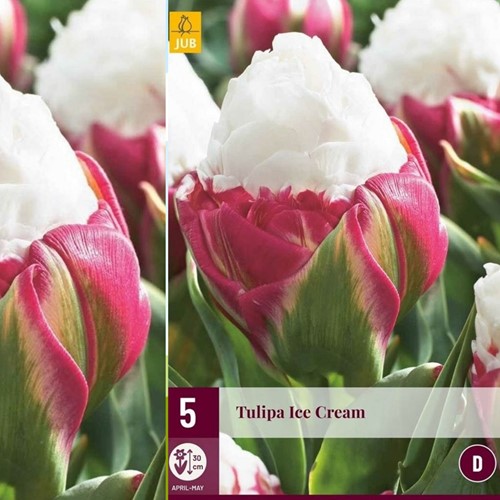 Tulip Ice Cream - Tulipa double