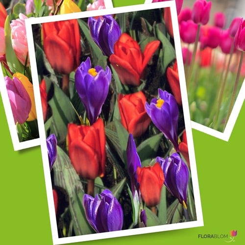 Tulip and Crocus Mix