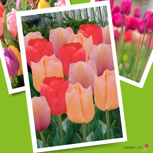 Tulips Mango Dream Mix
