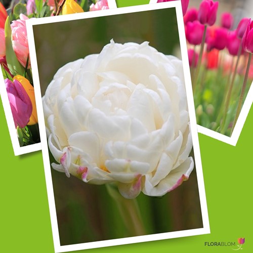 Tulip Mount Tacoma