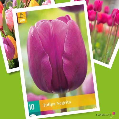 Tulip Negrita - Tulipa triumph