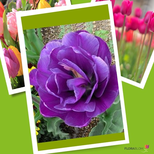 Tulip Negrita Double - Tulipa