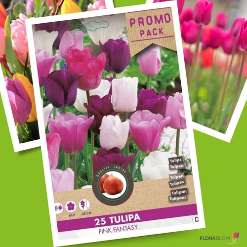 Tulip Pink Fantasy