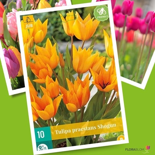 Tulip Praestans Shogun
