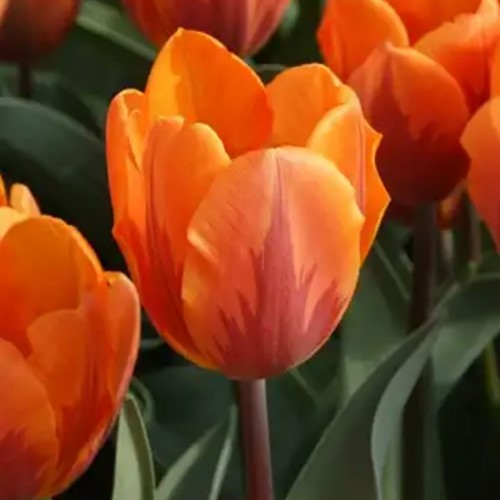 Tulip Prinses Irene