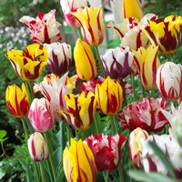Tulips Rembrandt Mix - Tulipa chameleon