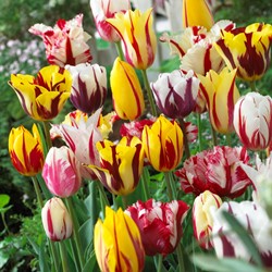 Tulips Rembrandt Mix - Tulipa chameleon