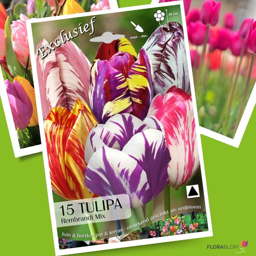 Tulips Rembrandt Mix - Tulipa chameleon