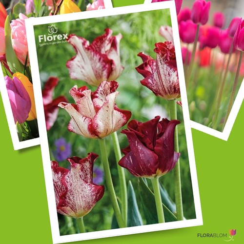Tulips Striped Crown – Tulipa