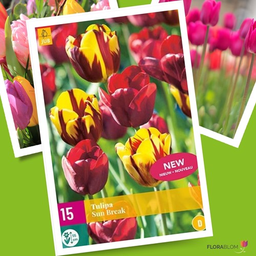 Tulip Sun Break - Tulipa triumph