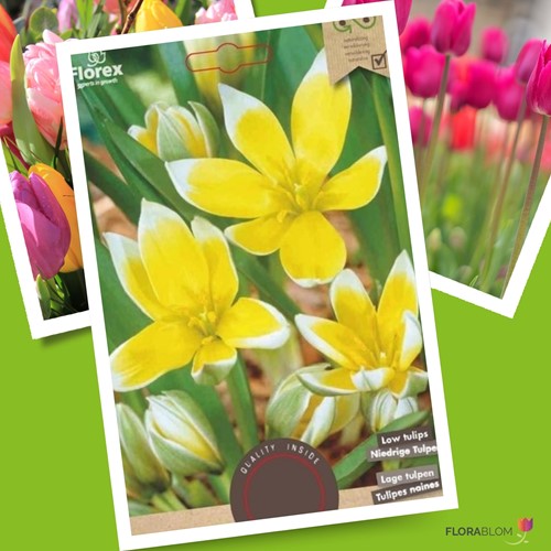 Tulip Tarda Dasystemon