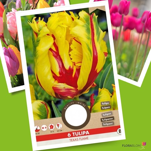 Tulip Texas Flame - Tulipa parrot