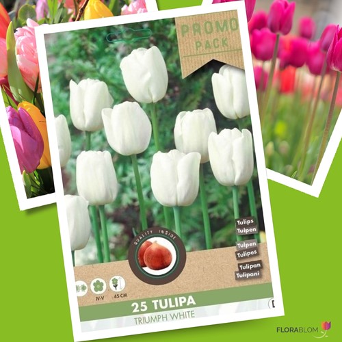 Tulip Triumph White