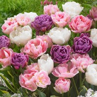 Tulip Victoria Mix - Tulipa
