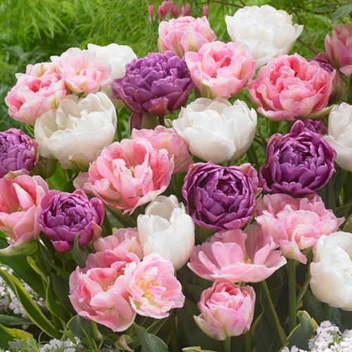 Tulip Victoria Mix - Tulipa