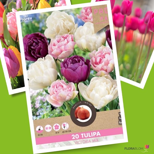 Tulip Victoria Mix