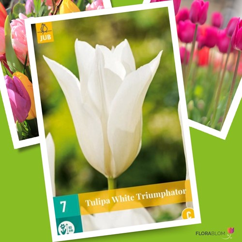 Tulip White Triumphator