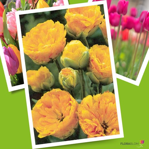 Tulip Yellow Pomponette