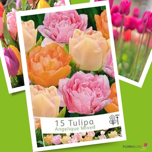 Tulips Angelique Mix
