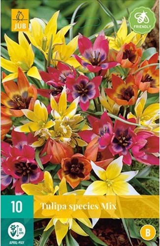Tulips Botanical Mix - Tulipa