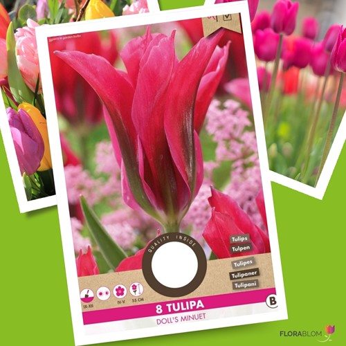 Tulips Doll's Minuet – Tulipa