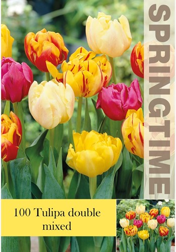 Tulips Double Mix  - Tulipa double Large Pack (XL)