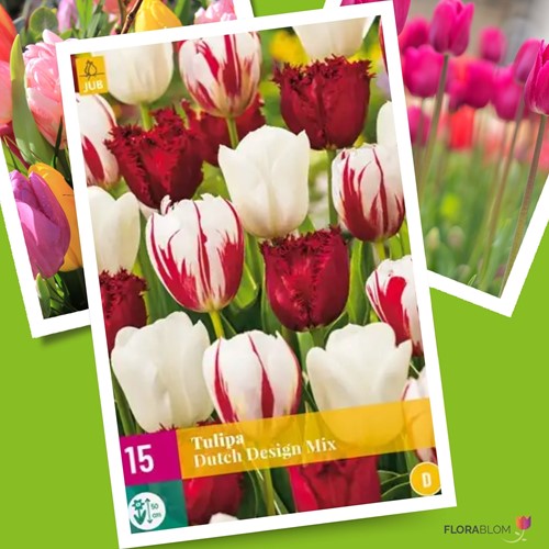 Tulips Dutch Design Mix
