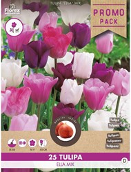 Tulips Ella mix - Tulipa