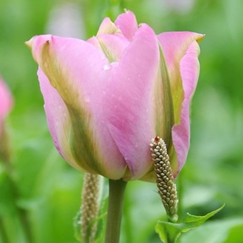 Tulips Groenland