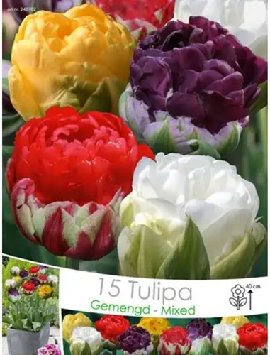 Tulips Double Ice Cream Mix