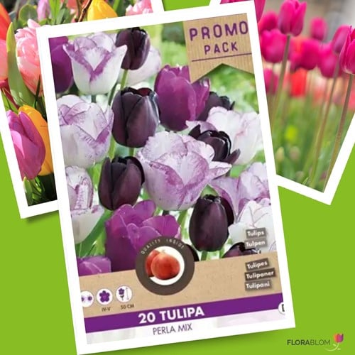 Tulips Perla Mix