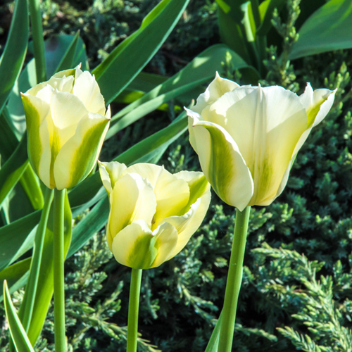 Tulips Spring Green - Tulipa