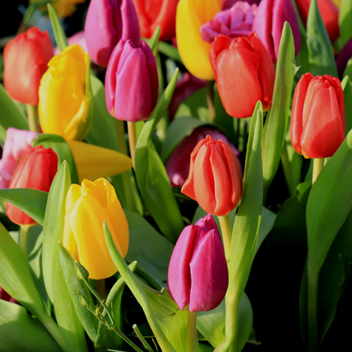 Tulips Triumph Mix