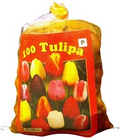 Tulips Triumph Mix (XL-Pack) - Tulipa