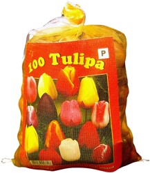 Tulips Triumph Mix (XL-Pack) - Tulipa