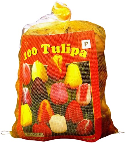 Tulips Triumph Mix (XL-Pack)