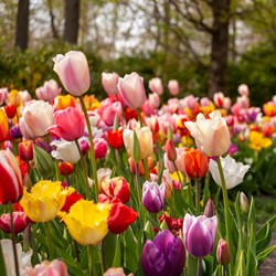 Tulip bulbs