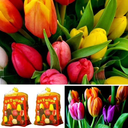 100 Tulips Darwin Mix (2x XL-Pack)