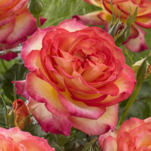 Rose Two Colors - Rosa Strongly Fragrant 