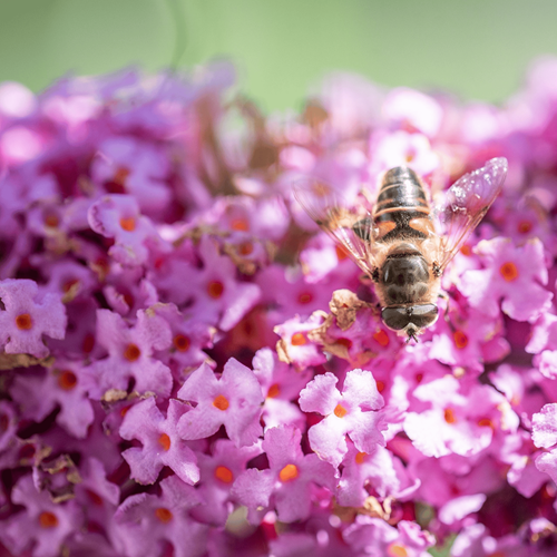 Butterfly-bush Pink Delight - Buddleja