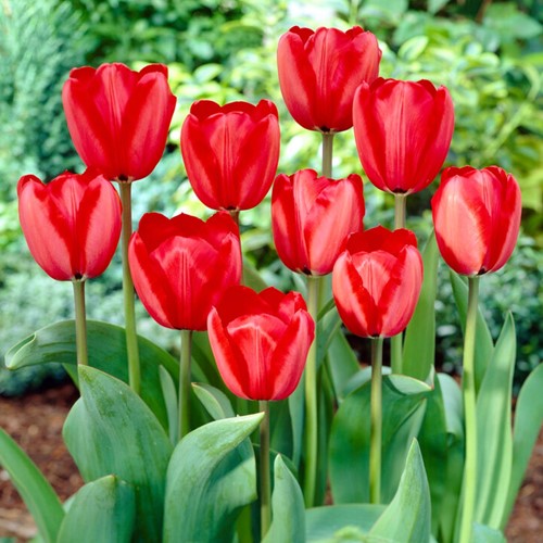 Tulp Red Impression Apeldoorn - Tulipa